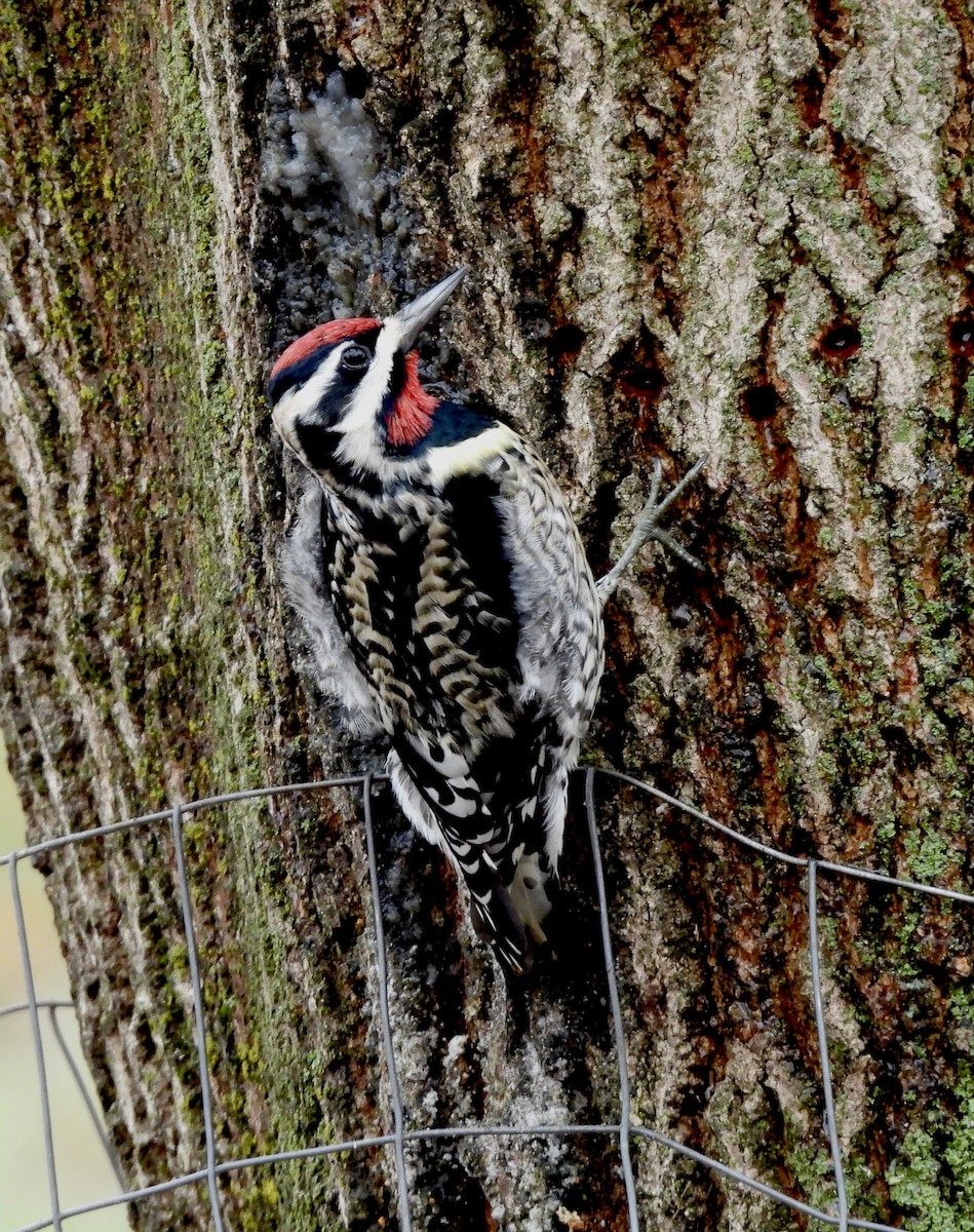 Yellow-bellied Sapsucker - ML647708164