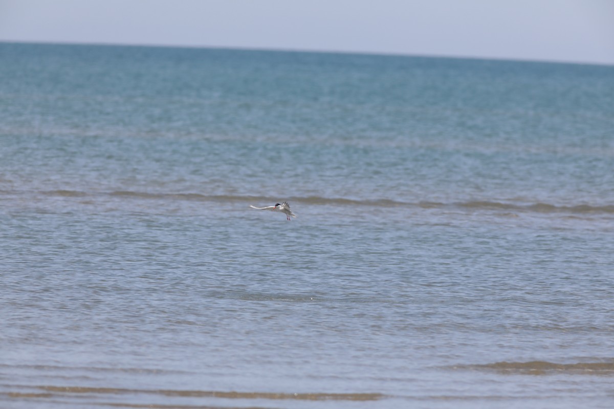 Common Tern - ML647708175