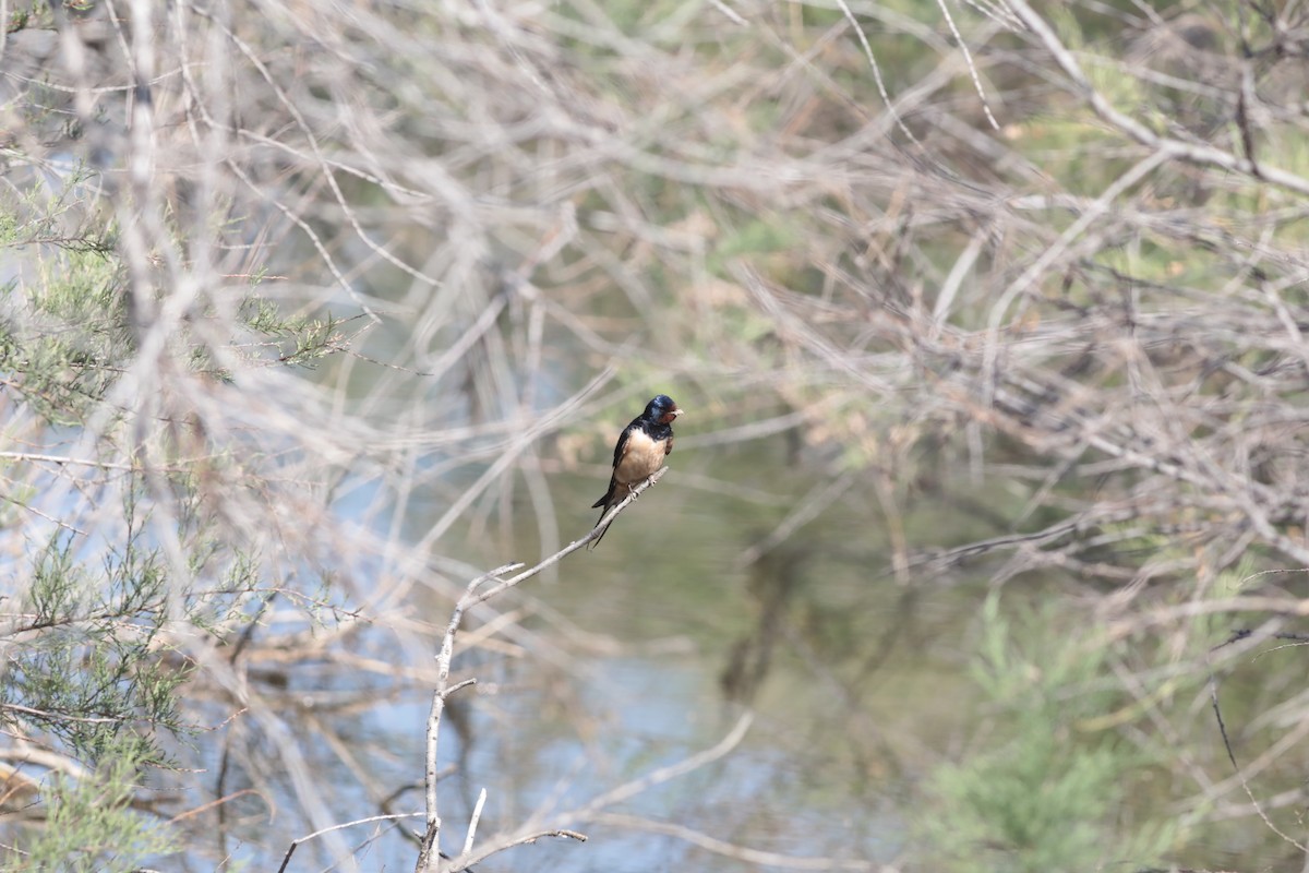 vlaštovka obecná - ML647708194