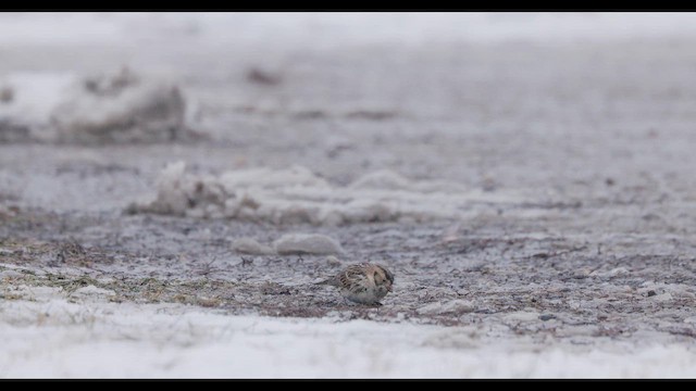 Zigolo della Lapponia - ML647708201