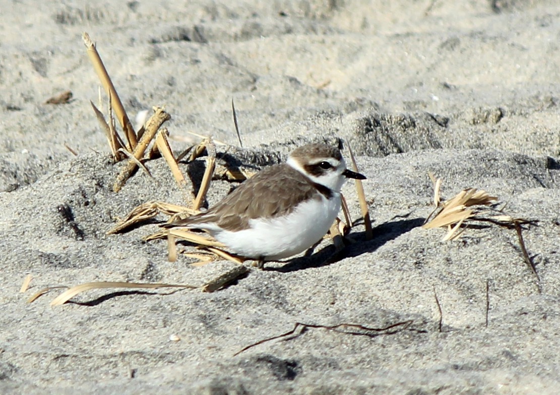 Snowy Plover - ML647708224