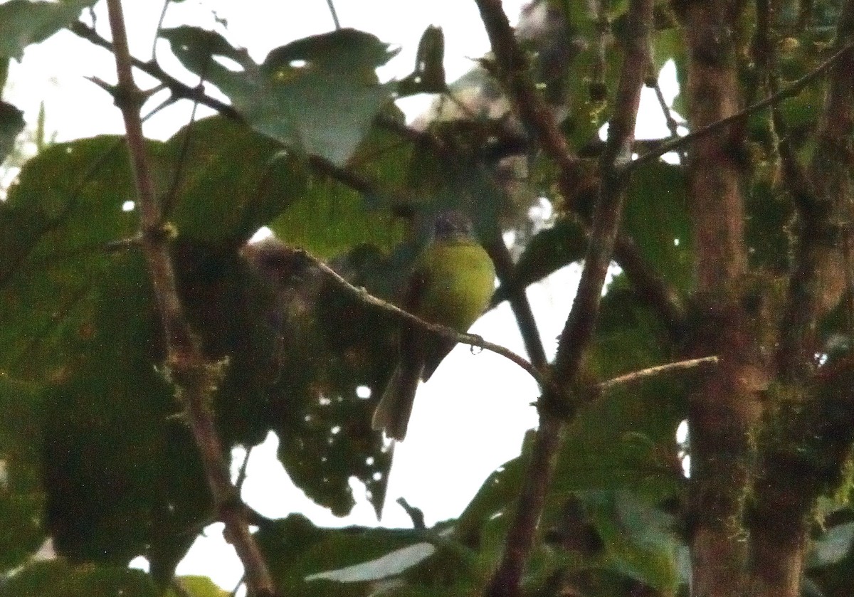 Marble-faced Bristle-Tyrant - ML647708231