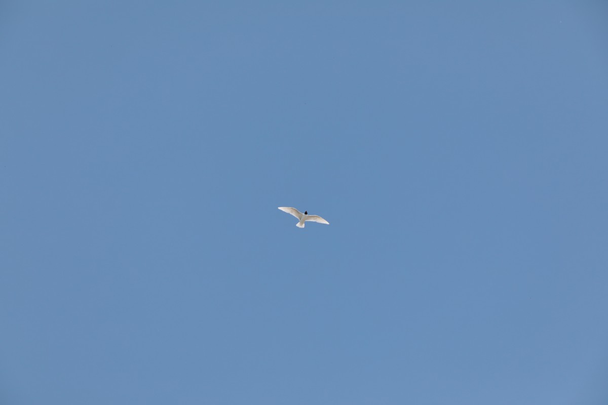 Mediterranean Gull - ML647708245