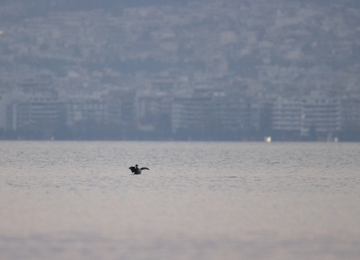 Common Scoter - ML647708272