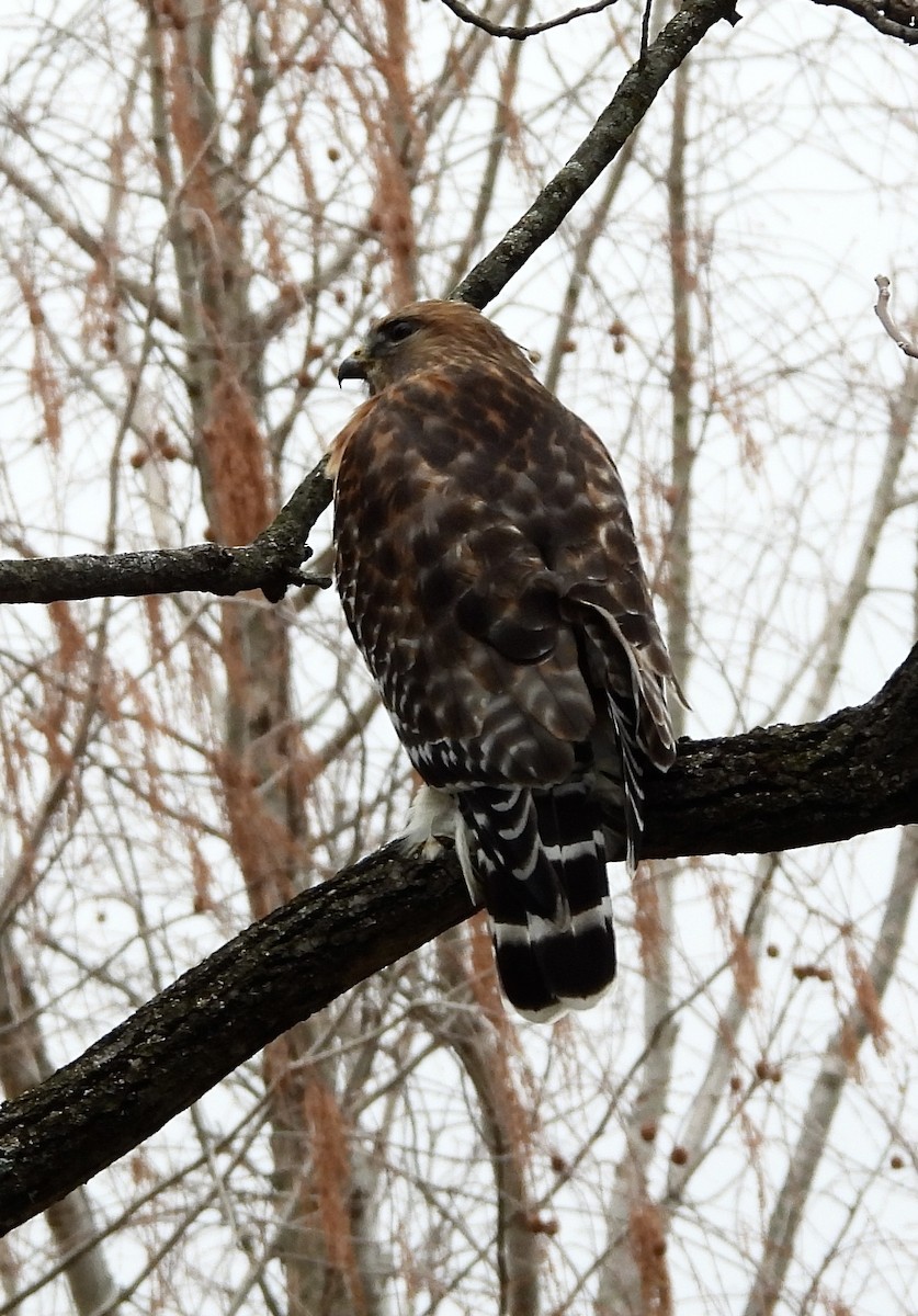 Red-shouldered Hawk - ML647708276