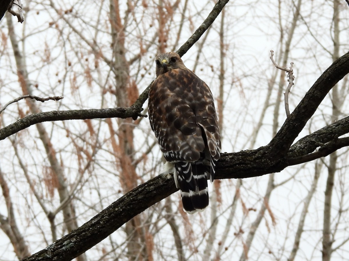 Red-shouldered Hawk - ML647708277