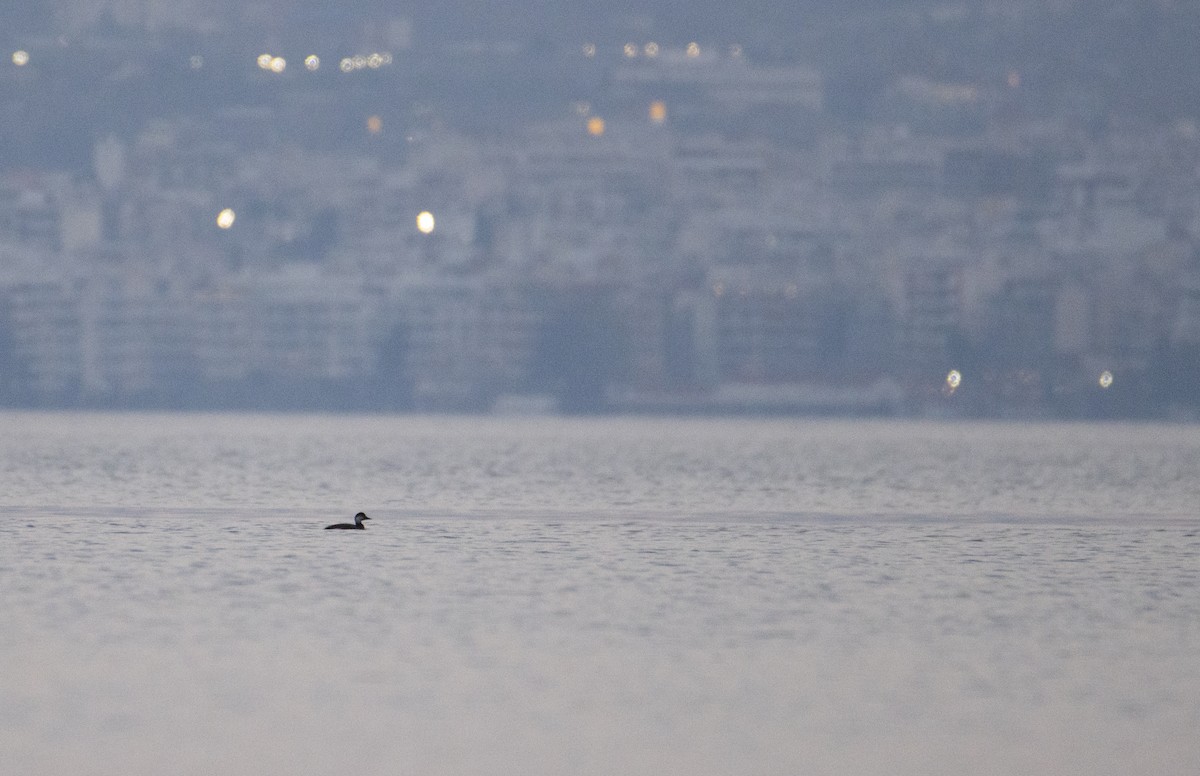 Common Scoter - ML647708288