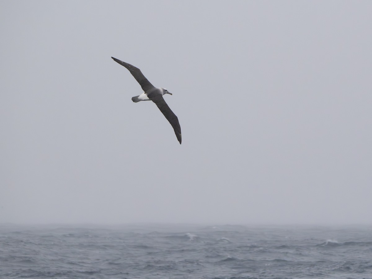 Альбатрос сірощокий - ML647708309