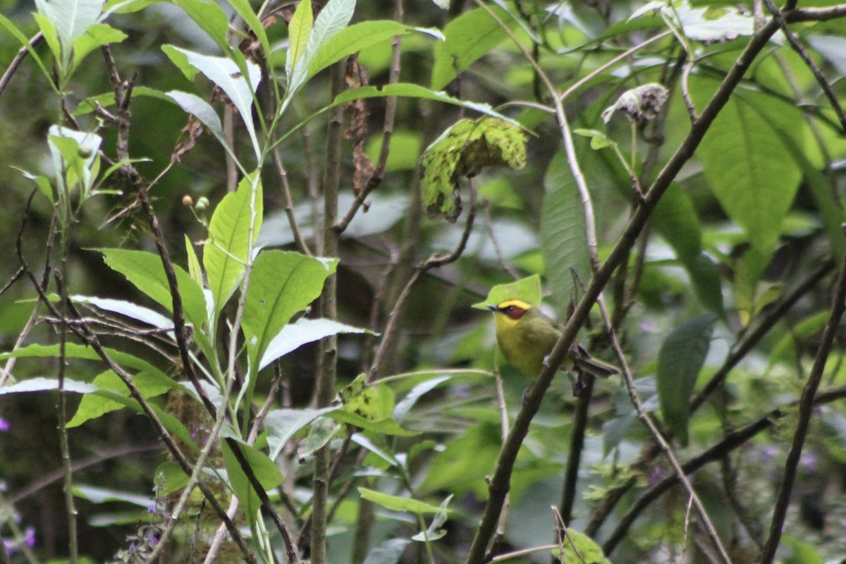 キンマユアメリカムシクイ - ML647708361