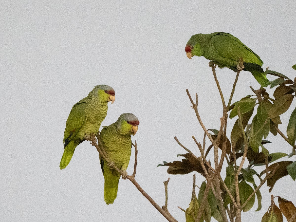 Lilac-crowned Amazon - ML647708371