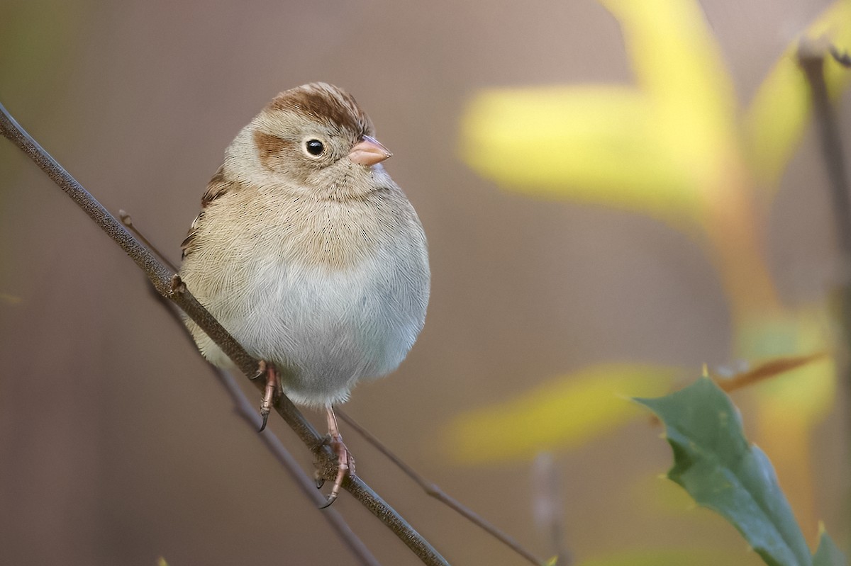Field Sparrow - ML647708387