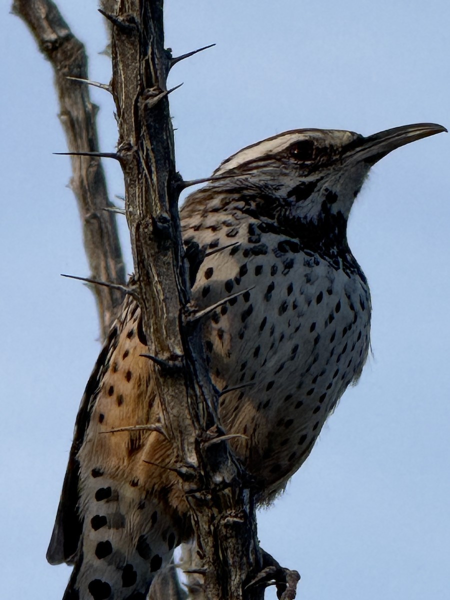 Cactus Wren - ML647708390