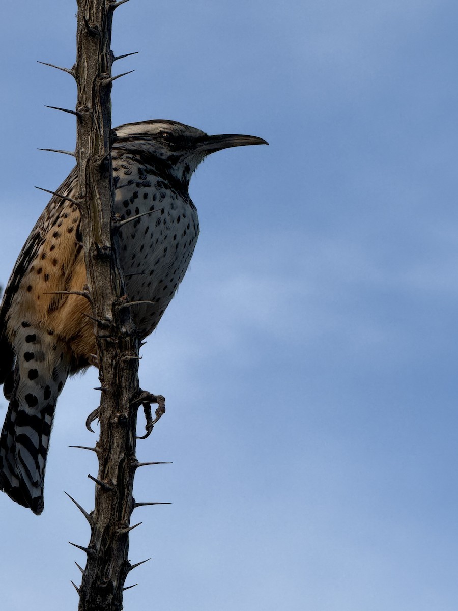 Cactus Wren - ML647708391