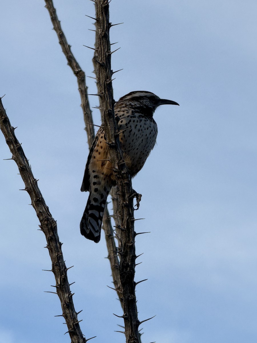 Cactus Wren - ML647708393