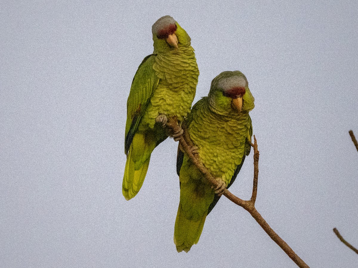 Lilac-crowned Amazon - ML647708396