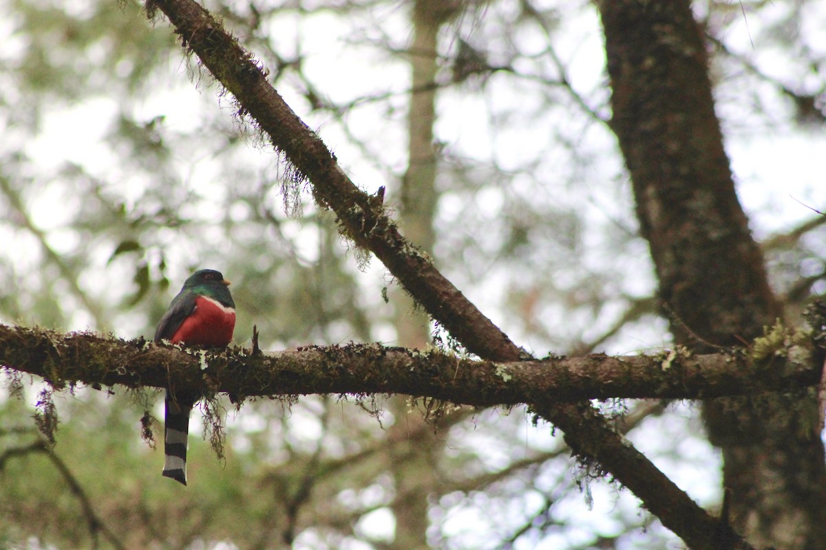 Mountain Trogon - ML647708399