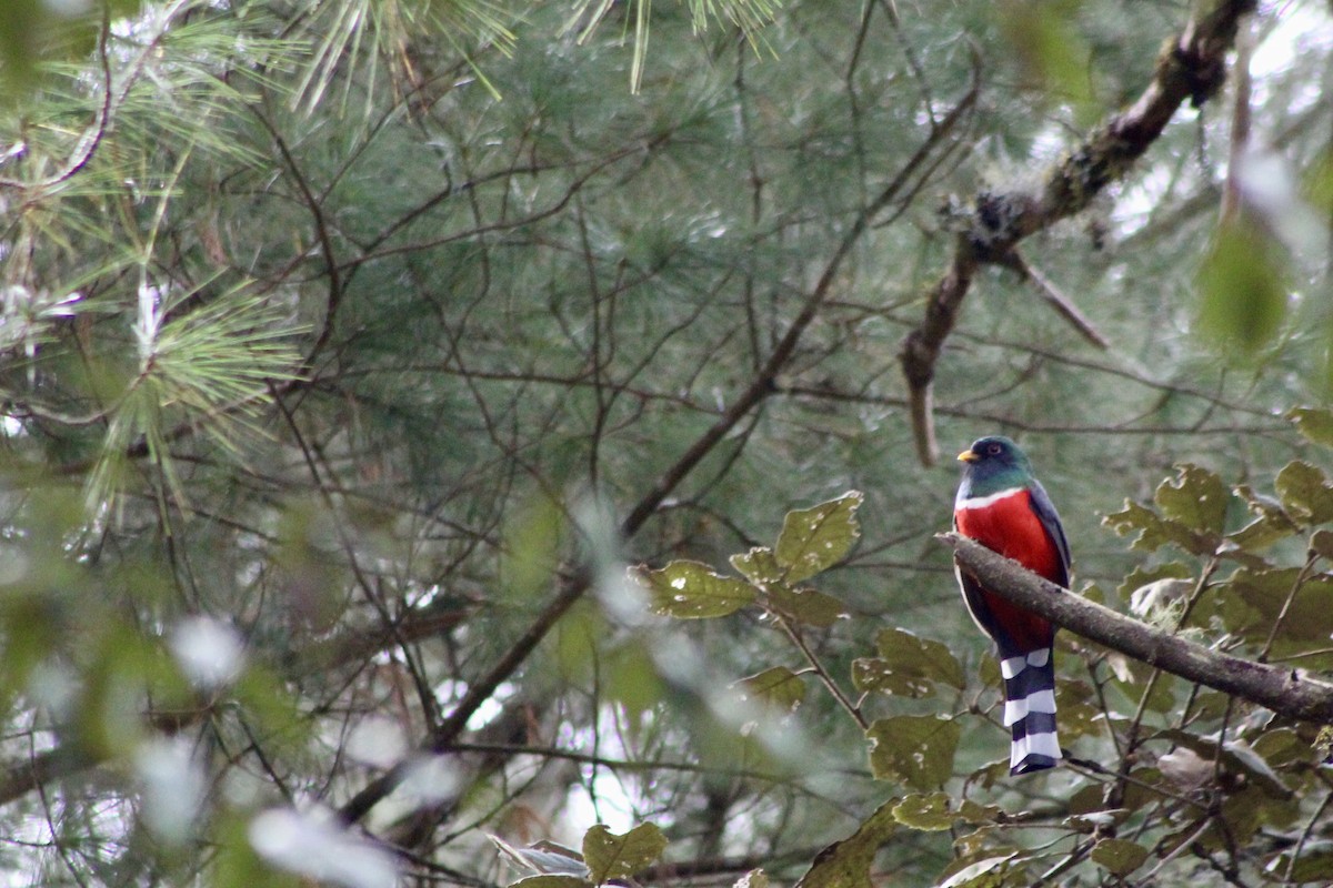 Mountain Trogon - ML647708400