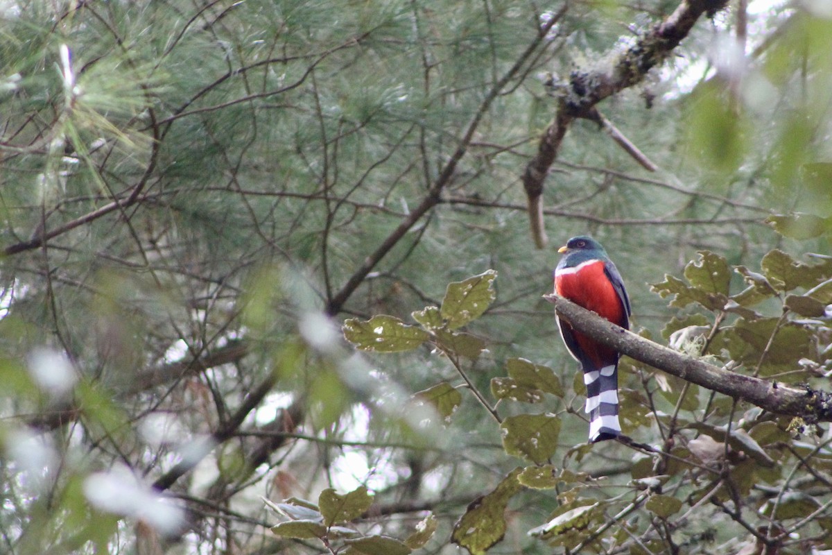 Mountain Trogon - ML647708401