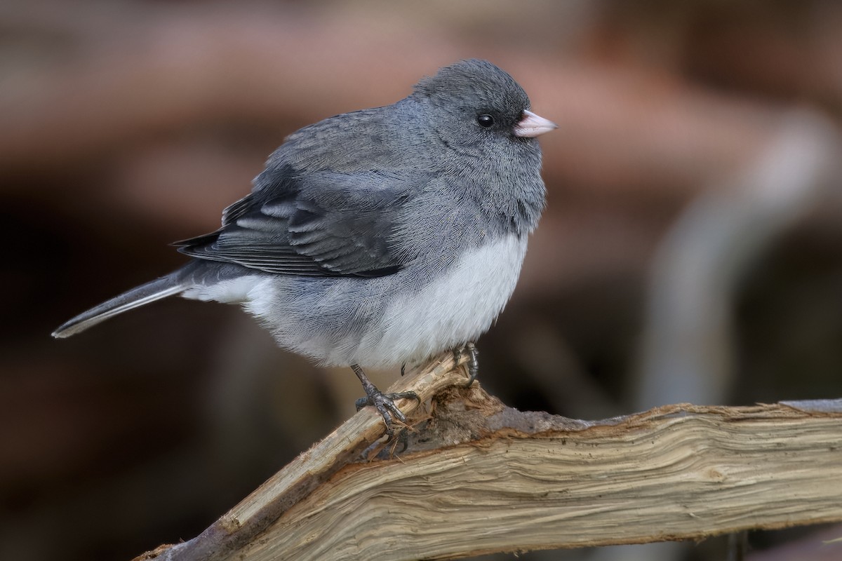 Dark-eyed Junco - ML647708402