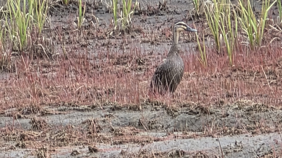 Крижень звичайний х австалійський - ML647708419