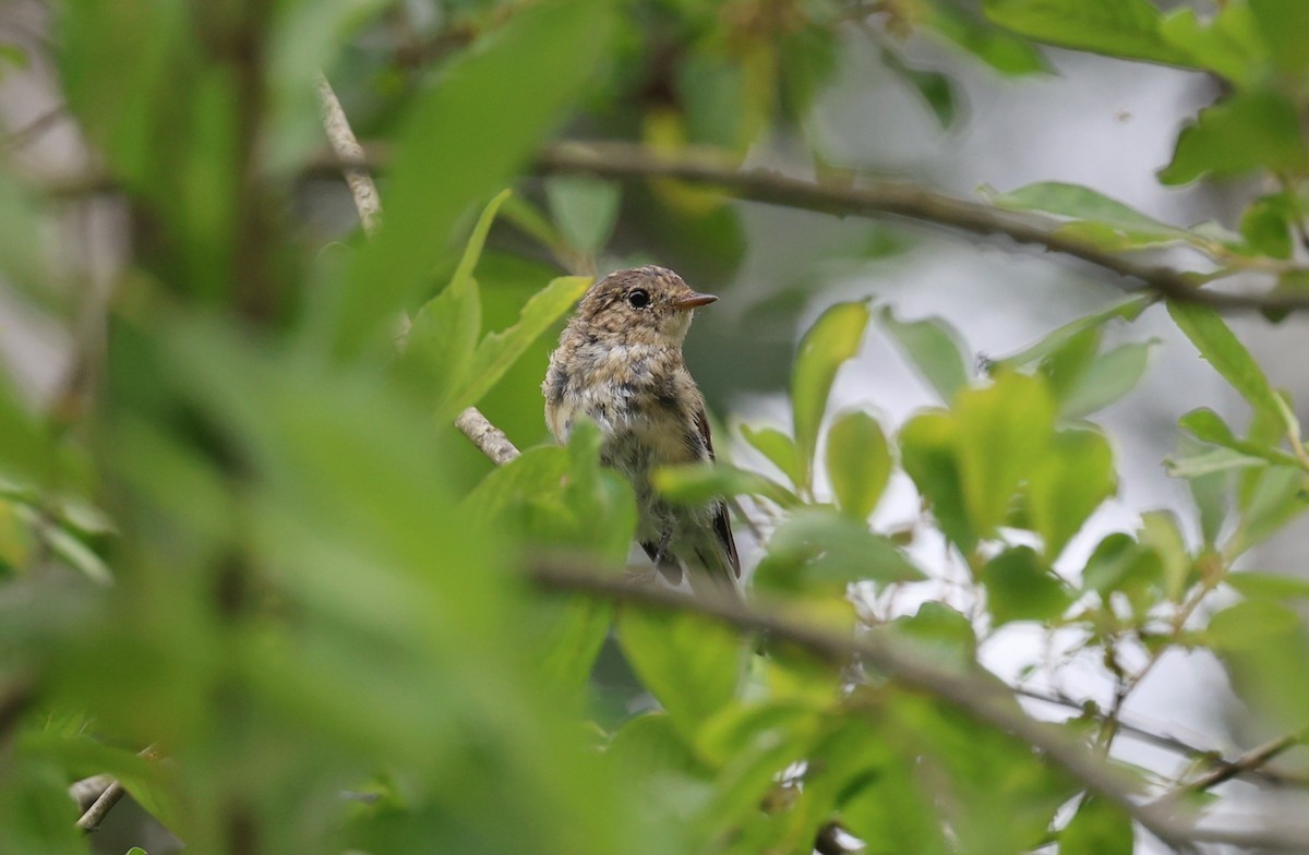 Red-breasted Flycatcher - ML647708422