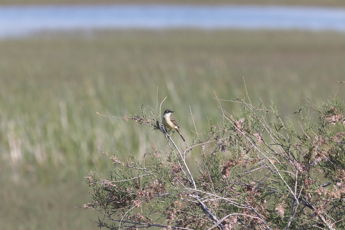Western Yellow Wagtail - ML647708428