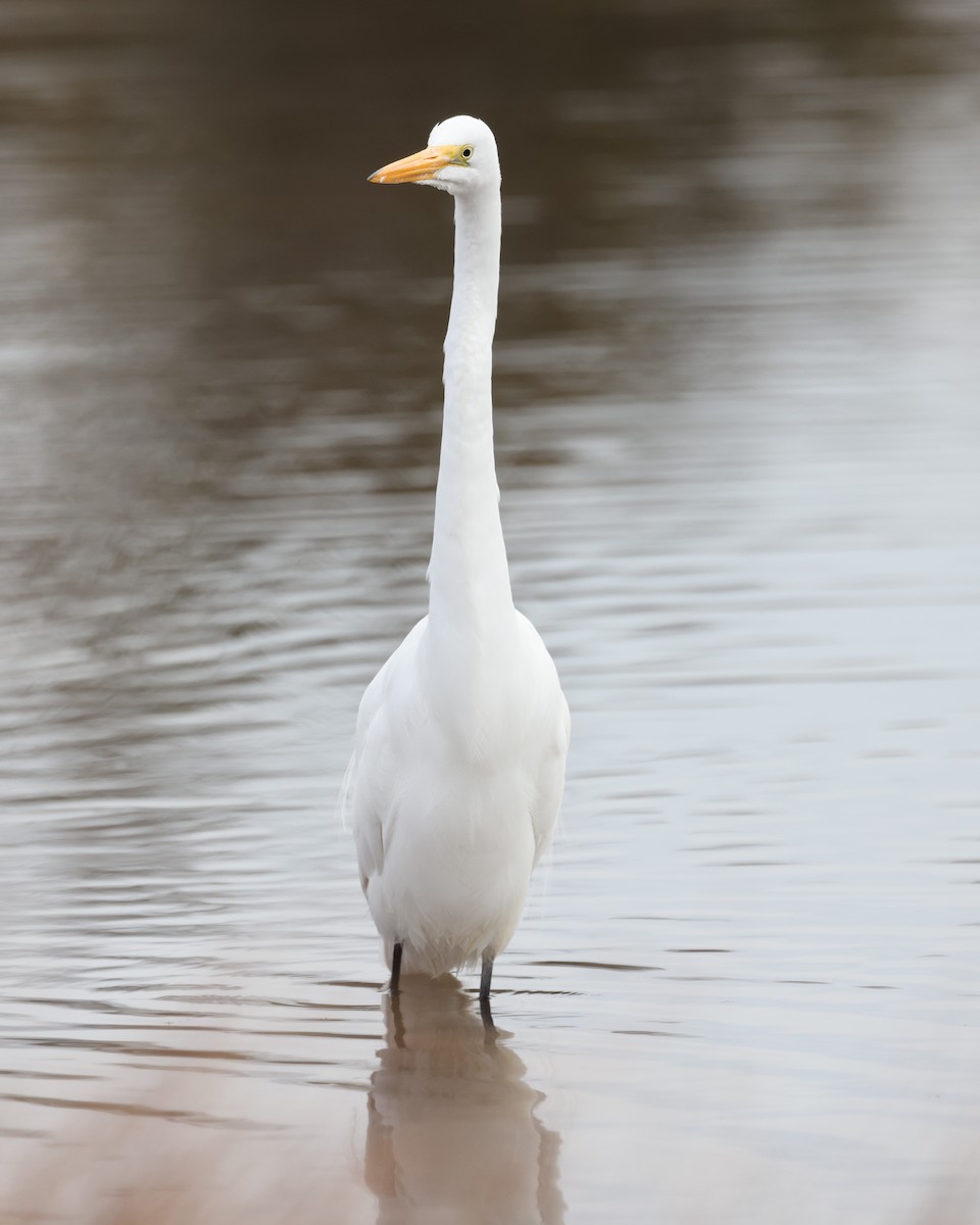 Great Egret - ML647708429