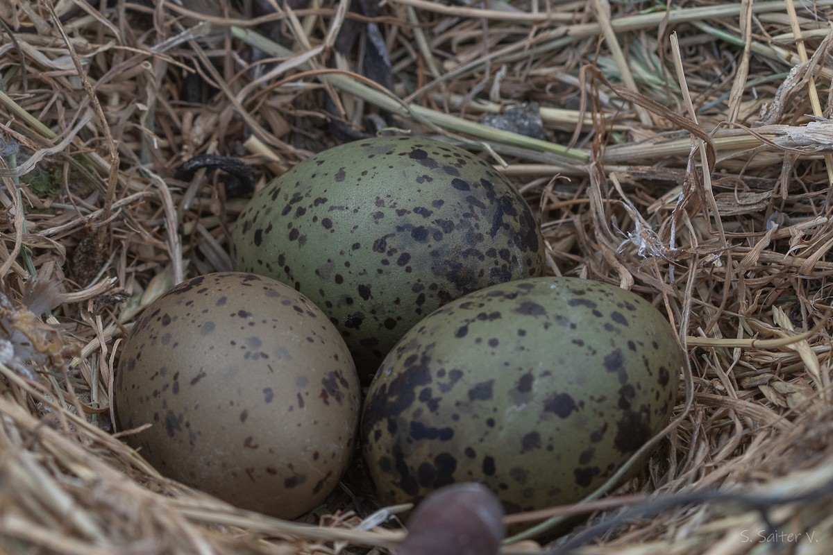 Dolphin Gull - ML647708430