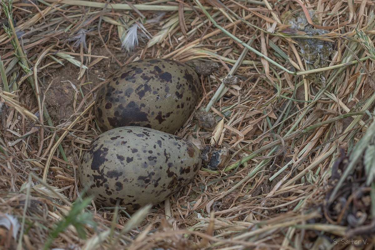 Dolphin Gull - ML647708431