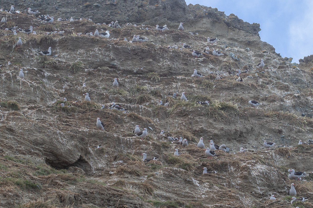 Dolphin Gull - ML647708432