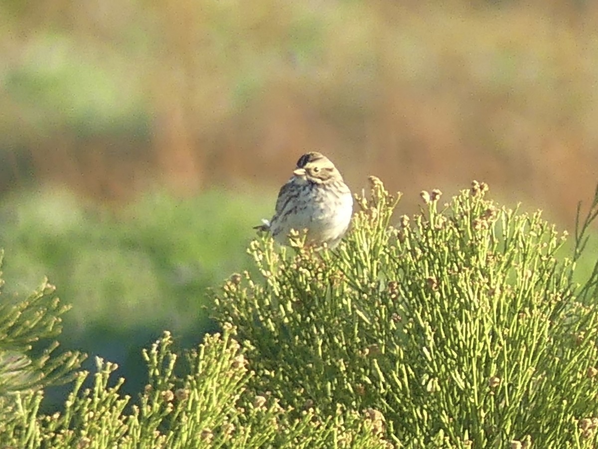 Savannah Sparrow - ML647708433