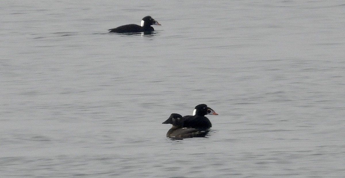 Surf Scoter - ML647708434