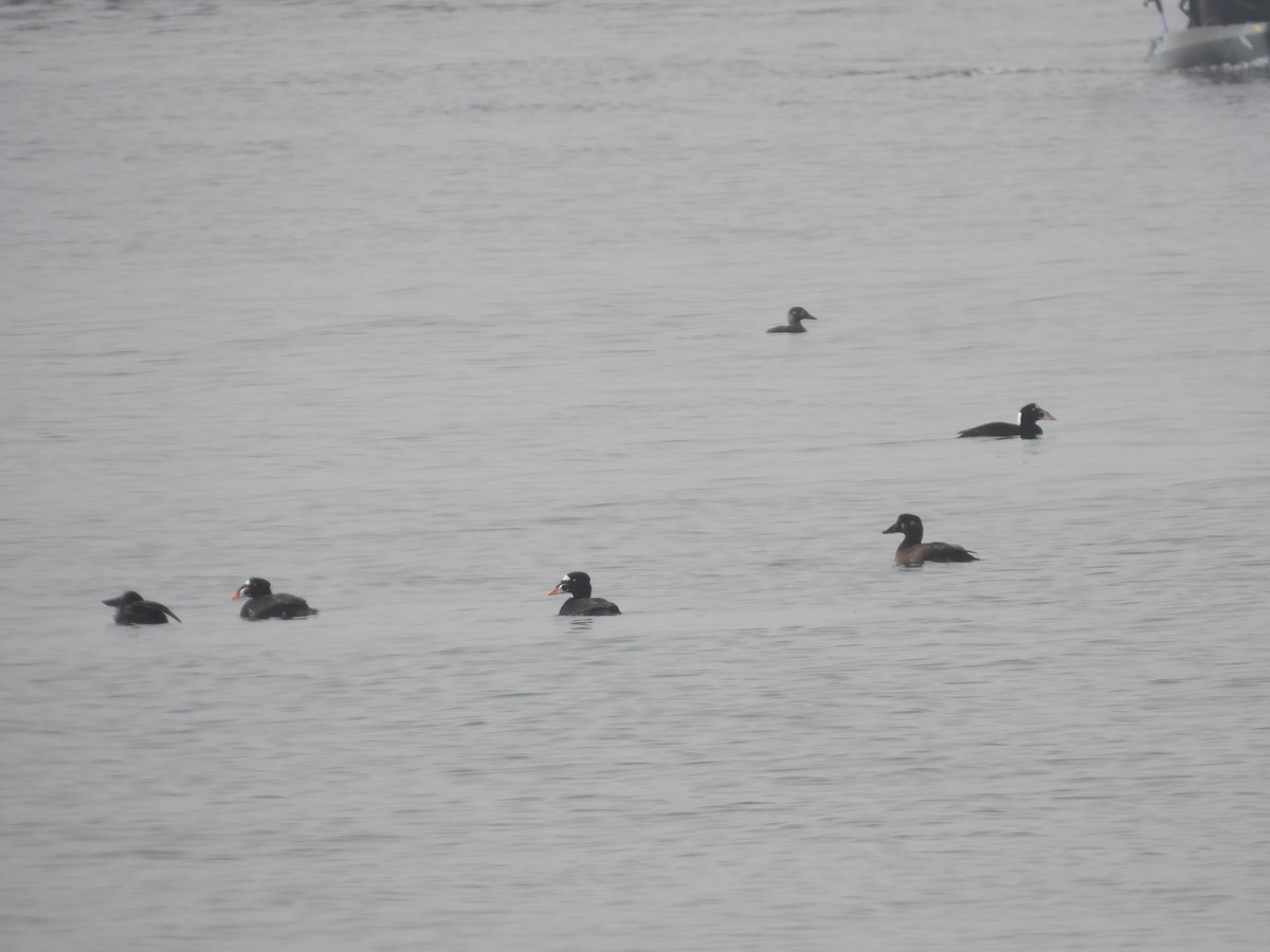 Surf Scoter - ML647708435