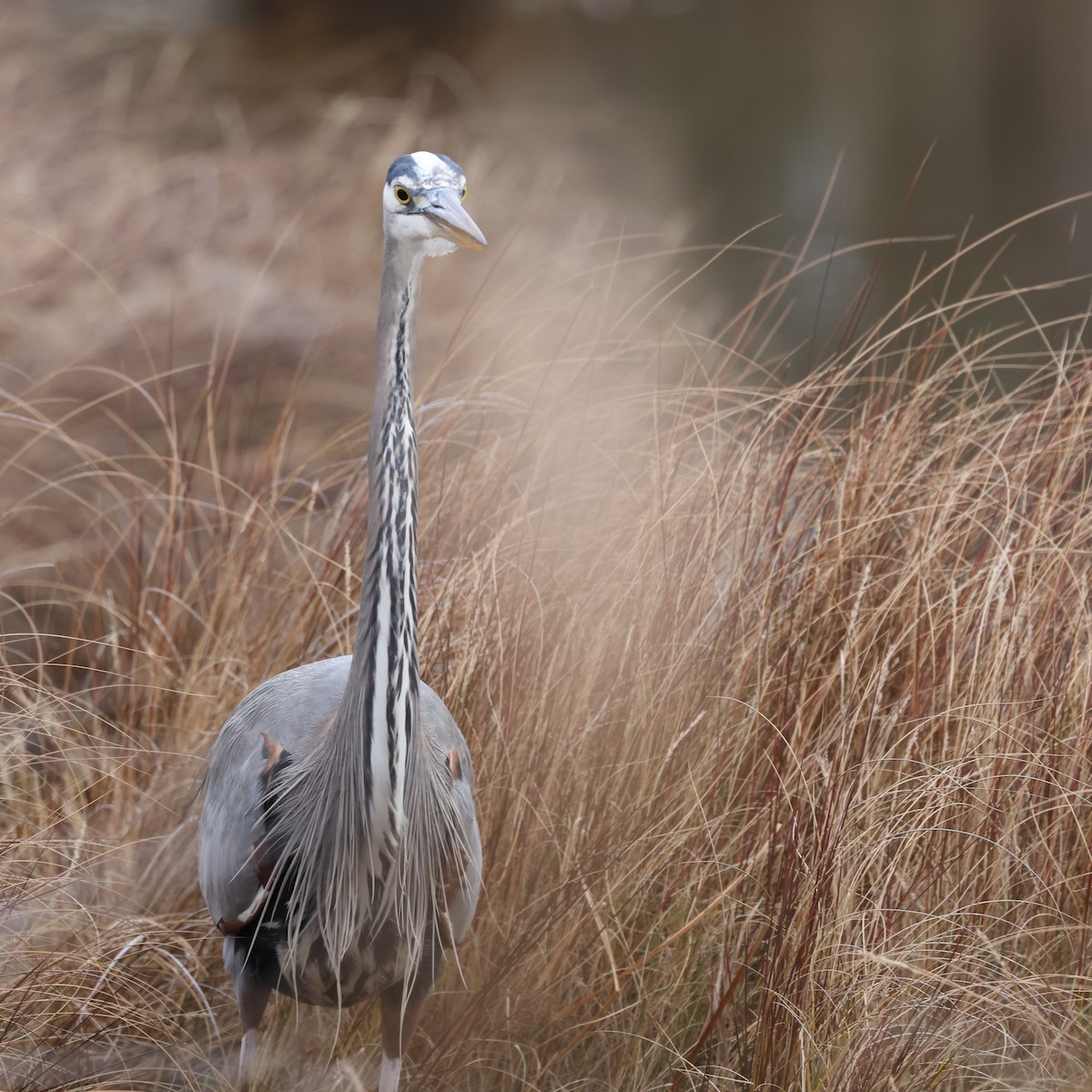 Great Blue Heron - ML647708436