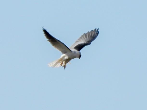 White-tailed Kite - ML647708437