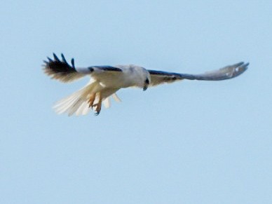 White-tailed Kite - ML647708438