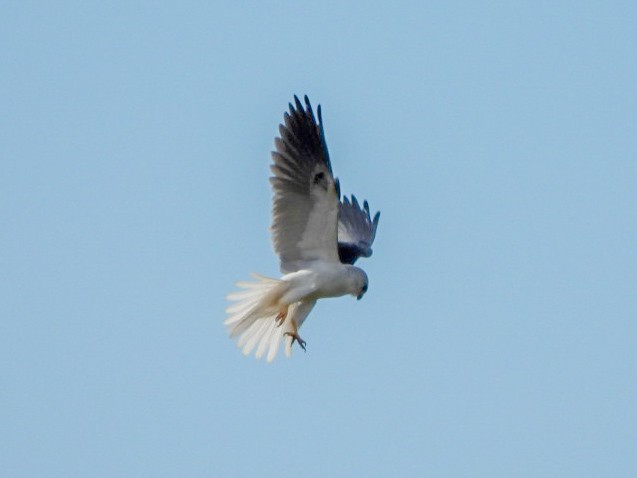 White-tailed Kite - ML647708439