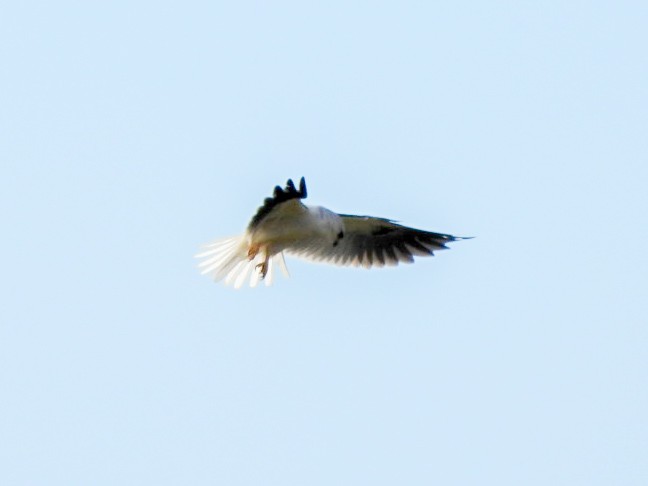 White-tailed Kite - ML647708441