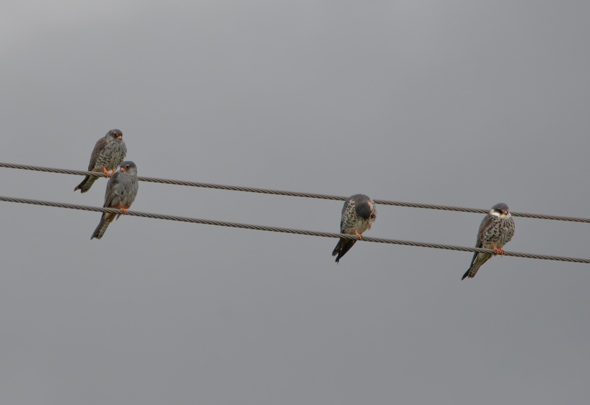 Amur Falcon - ML647708442