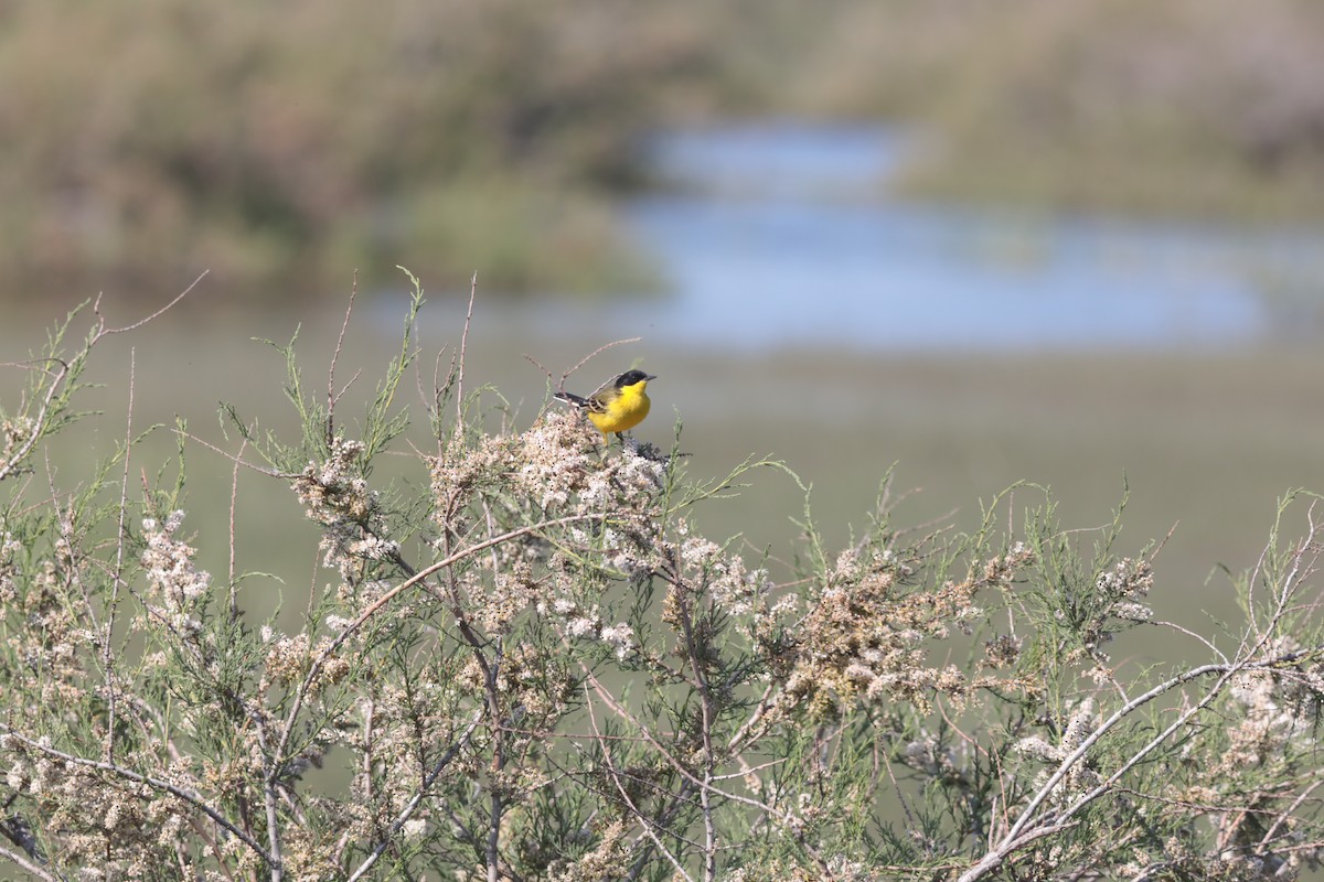 Western Yellow Wagtail - ML647708443