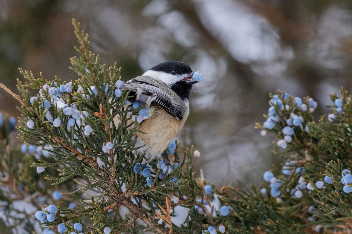 Black-capped Chickadee - ML647708444