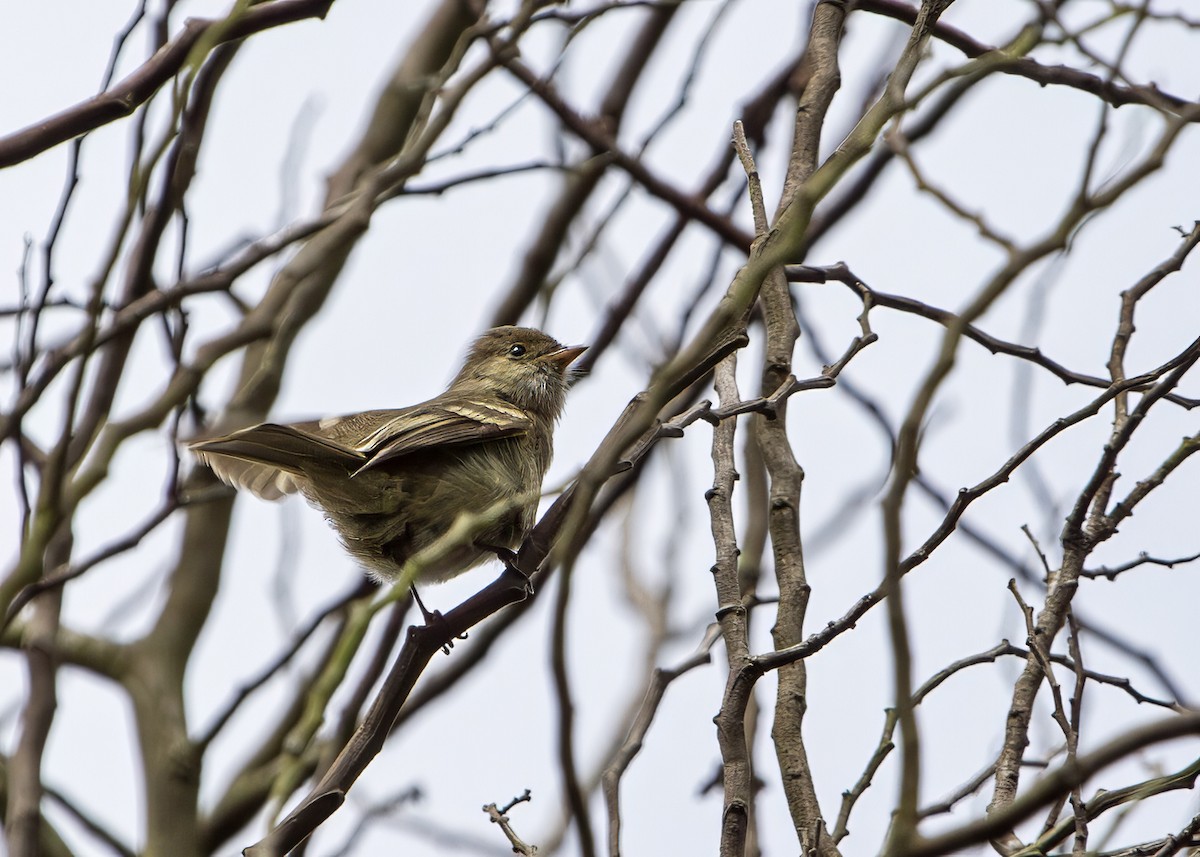 White-crested Elaenia - ML647708446