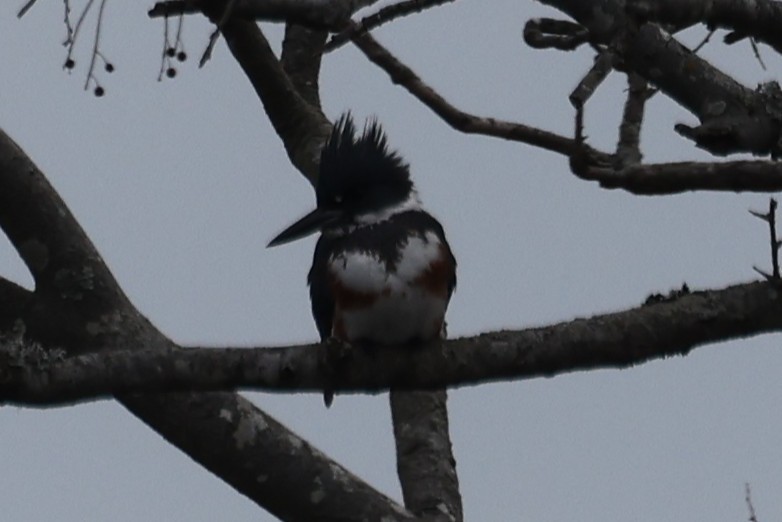 Belted Kingfisher - ML647708448