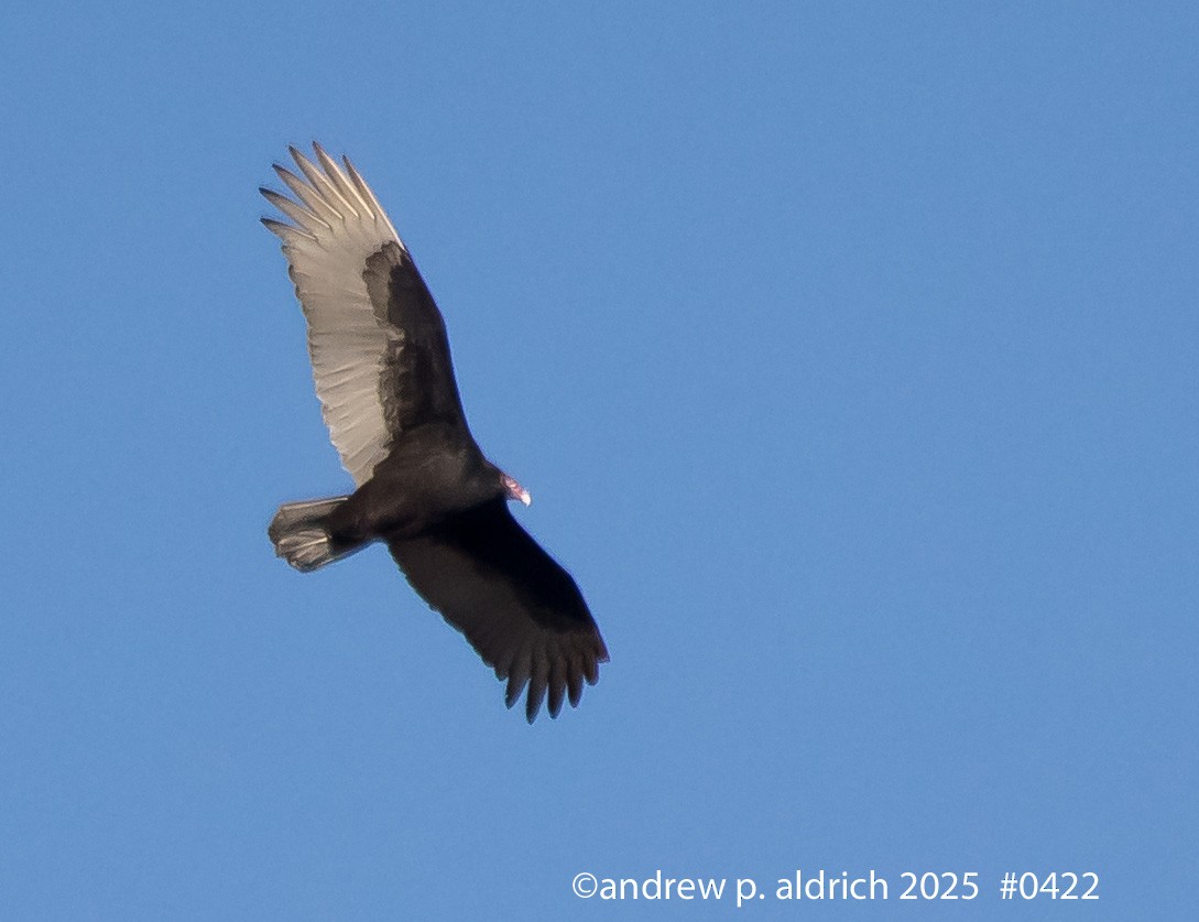 Turkey Vulture - ML647708455