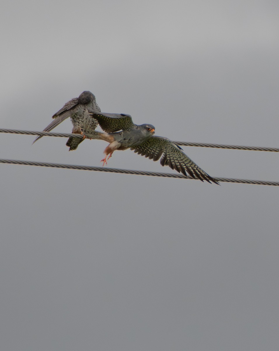 Amur Falcon - ML647708456