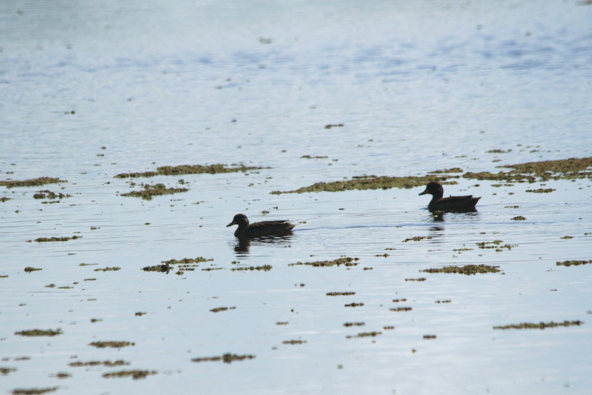 Yellow-billed Teal - ML647708457
