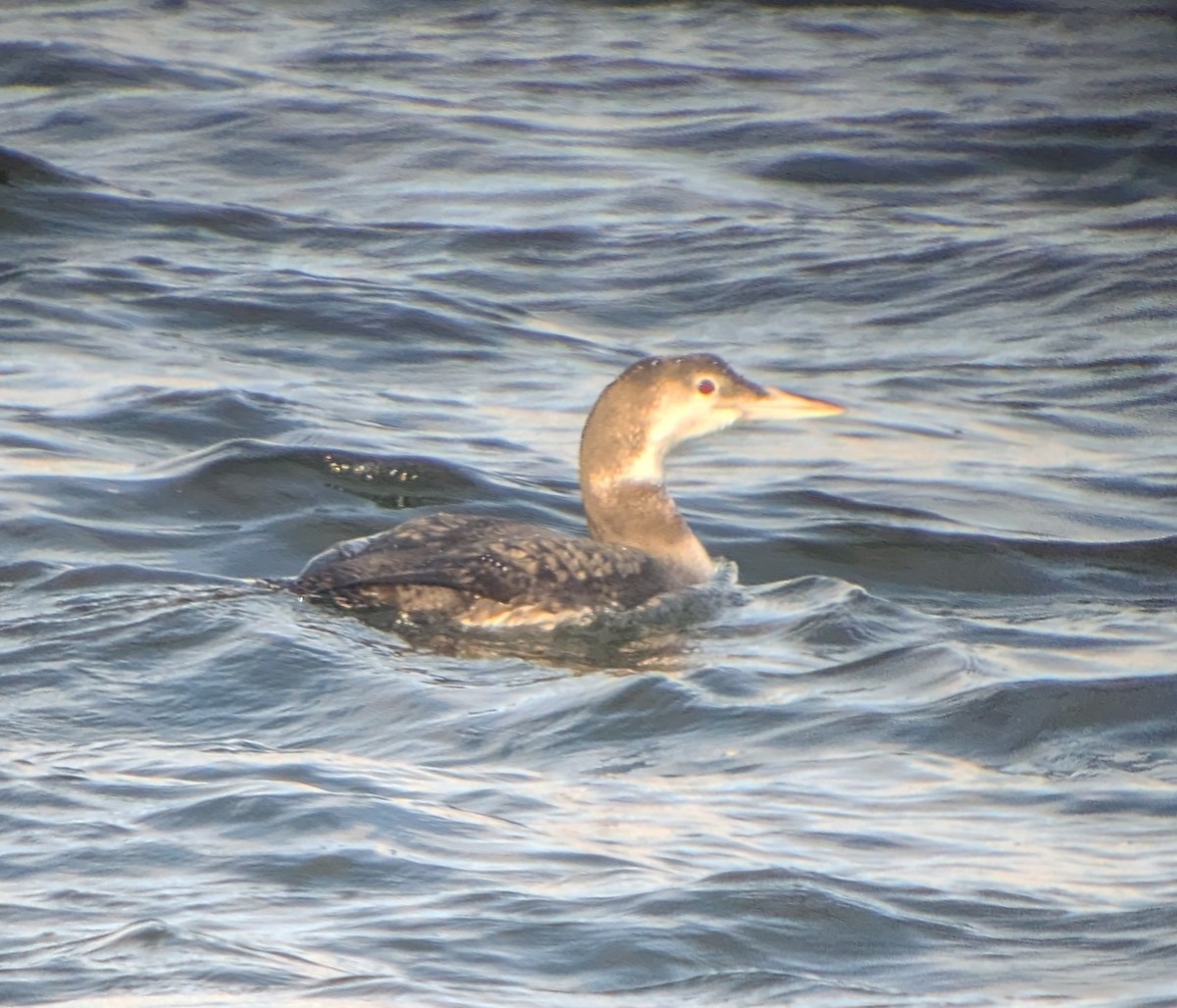 Common Loon - ML647708458