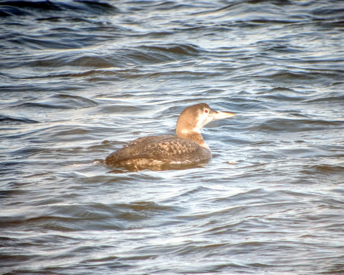 Common Loon - ML647708459