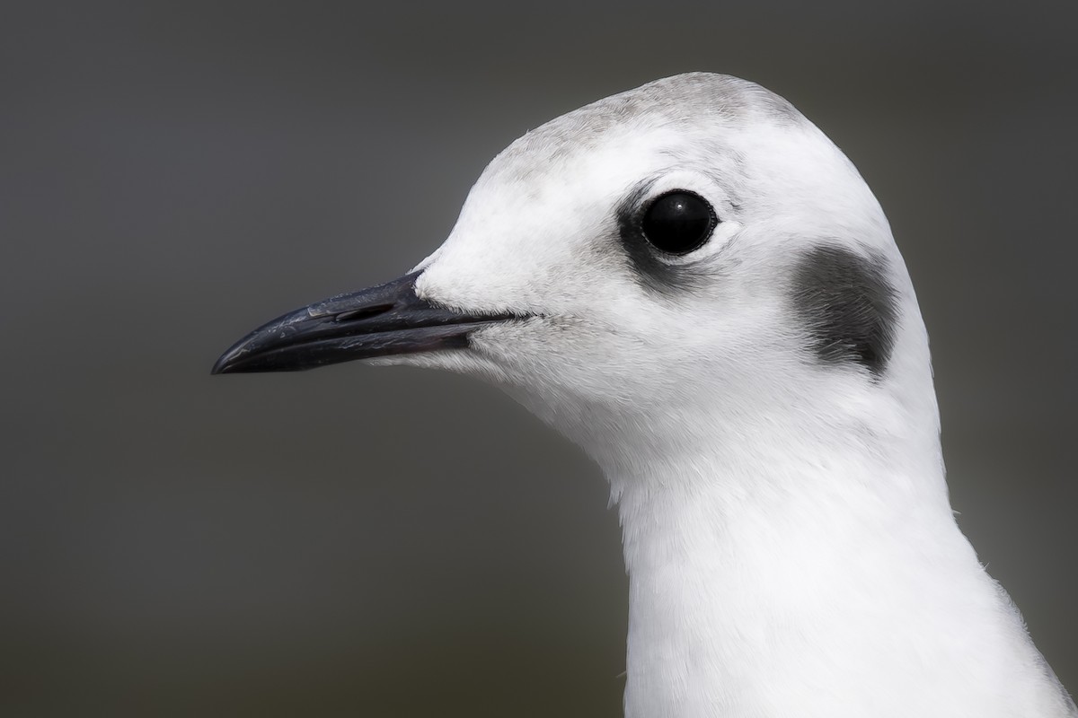Bonaparte's Gull - ML647708460