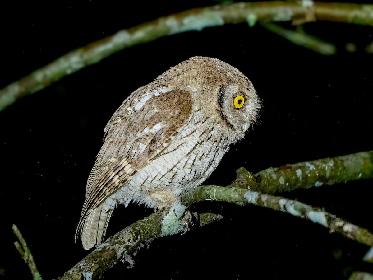 Tropical Screech-Owl - ML647708461